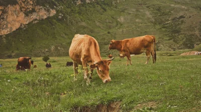Eskişehir Çıkışlı Karadeniz ve Batum Turu 3 Gece Otel Konaklaması (Batum Turu Dahil) — Görsel 3